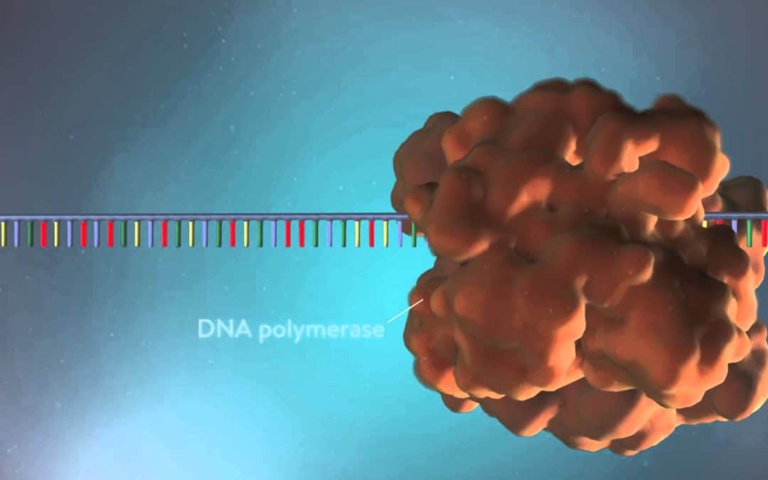 ADN polymérase : définition et principes de fonctionnement
