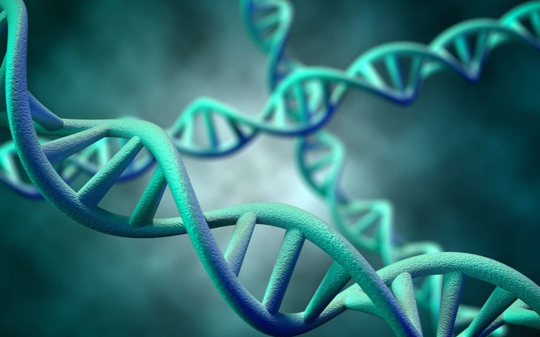 Procédés de réplication de l’ADN par l’ADN polymérase
