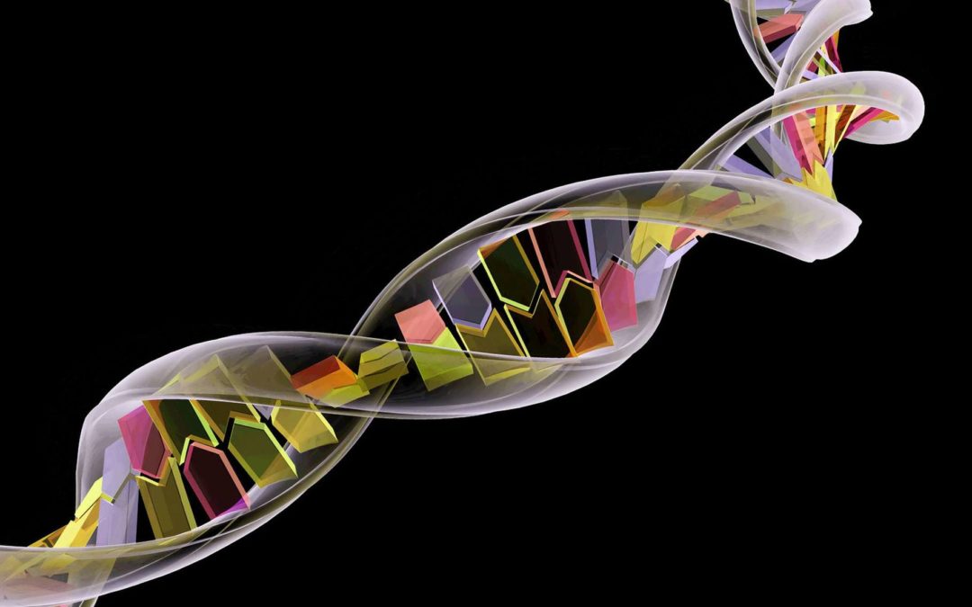 Les principales étapes de la transcription ADN
