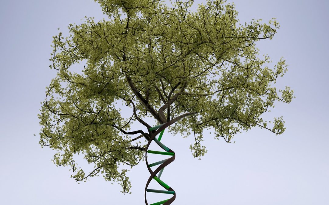 Arbre génétique : les différences entre les arbres cladogrammes et phylogénétiques
